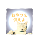 猫神様の御神託（個別スタンプ：11）