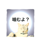 猫神様の御神託（個別スタンプ：14）