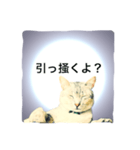 猫神様の御神託（個別スタンプ：15）