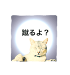 猫神様の御神託（個別スタンプ：16）