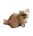 こゆちゃん（個別スタンプ：2）