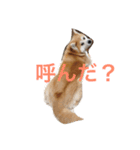 Japanese Akita dog（個別スタンプ：1）