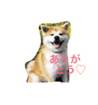 Japanese Akita dog（個別スタンプ：2）