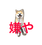 Japanese Akita dog（個別スタンプ：3）