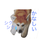 Japanese Akita dog（個別スタンプ：4）