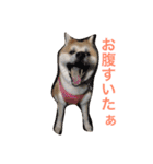 Japanese Akita dog（個別スタンプ：5）