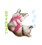 Japanese Akita dog（個別スタンプ：6）