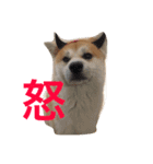 Japanese Akita dog（個別スタンプ：7）