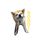 Japanese Akita dog（個別スタンプ：8）