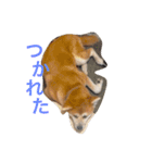 Japanese Akita dog（個別スタンプ：9）