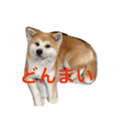 Japanese Akita dog（個別スタンプ：10）