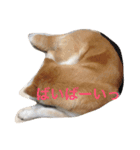Japanese Akita dog（個別スタンプ：11）