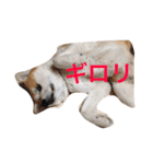 Japanese Akita dog（個別スタンプ：12）