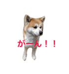 Japanese Akita dog（個別スタンプ：13）