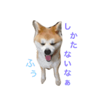Japanese Akita dog（個別スタンプ：14）