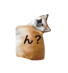 Japanese Akita dog（個別スタンプ：15）
