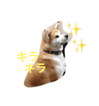 Japanese Akita dog（個別スタンプ：16）