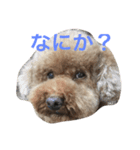 パップスリー（個別スタンプ：3）