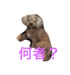 パップスリー（個別スタンプ：6）