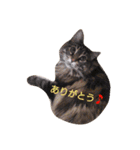 Ricky＆Peco＆Don（個別スタンプ：6）
