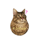 Ricky＆Peco＆Don（個別スタンプ：19）