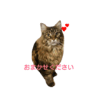 Ricky＆Peco＆Don（個別スタンプ：23）