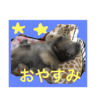 ポメラニアンのぽぽちゃん（個別スタンプ：4）