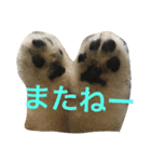 ポメラニアンのぽぽちゃん（個別スタンプ：6）