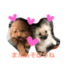 ポメラニアンのぽぽちゃん（個別スタンプ：7）