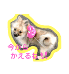 ポメラニアンのぽぽちゃん（個別スタンプ：8）