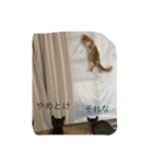 my home "KEDAMA"（個別スタンプ：5）