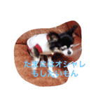 ちわスタンプ（個別スタンプ：3）