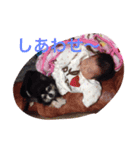 ちわスタンプ（個別スタンプ：5）