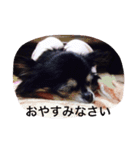 ちわスタンプ（個別スタンプ：6）