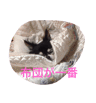 ちわスタンプ（個別スタンプ：9）