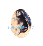 ちわスタンプ（個別スタンプ：15）