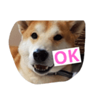 shiba-chibi（個別スタンプ：1）