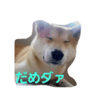 shiba-chibi（個別スタンプ：2）