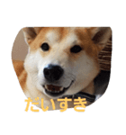 shiba-chibi（個別スタンプ：3）