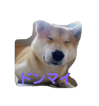 shiba-chibi（個別スタンプ：4）