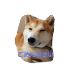 shiba-chibi（個別スタンプ：5）