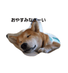 shiba-chibi（個別スタンプ：6）