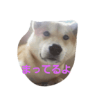shiba-chibi（個別スタンプ：7）