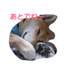 shiba-chibi（個別スタンプ：8）
