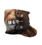 dog 55（個別スタンプ：7）