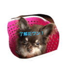 dog 55（個別スタンプ：8）