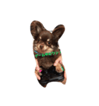 dog 55（個別スタンプ：9）