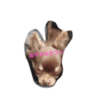 dog 55（個別スタンプ：10）
