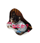 dog 55（個別スタンプ：11）