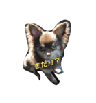 dog 55（個別スタンプ：12）